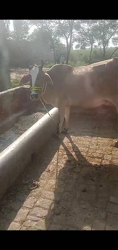 cow for sale