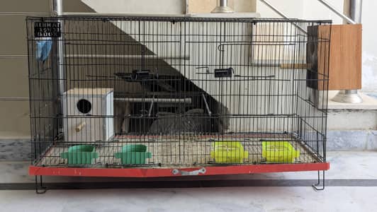 Blue Fischer Lovebirds Active Setup with Cage & Boxes
