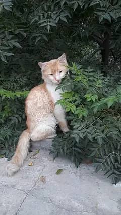 Male Persian cat