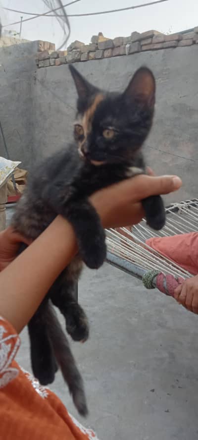 full cat  family for sale