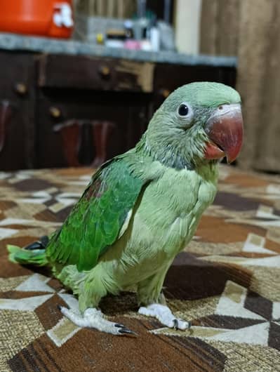 it handtale ni bite  lovely parrot