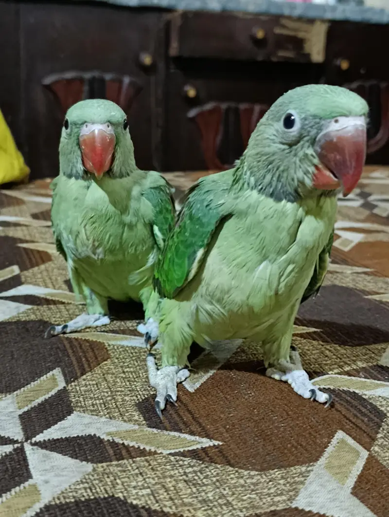 it handtale ni bite  lovely parrot — photo 2