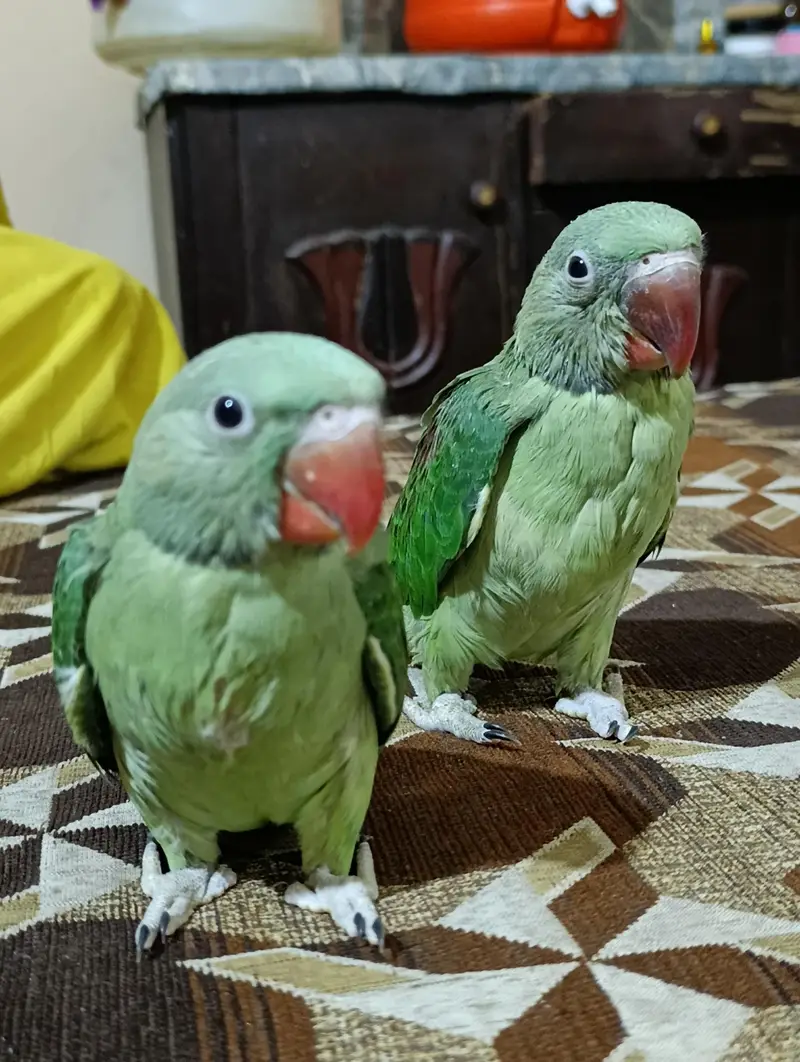 it handtale ni bite  lovely parrot — photo 3