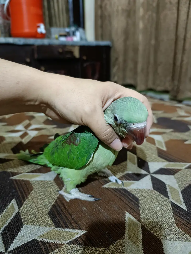 it handtale ni bite  lovely parrot — photo 4