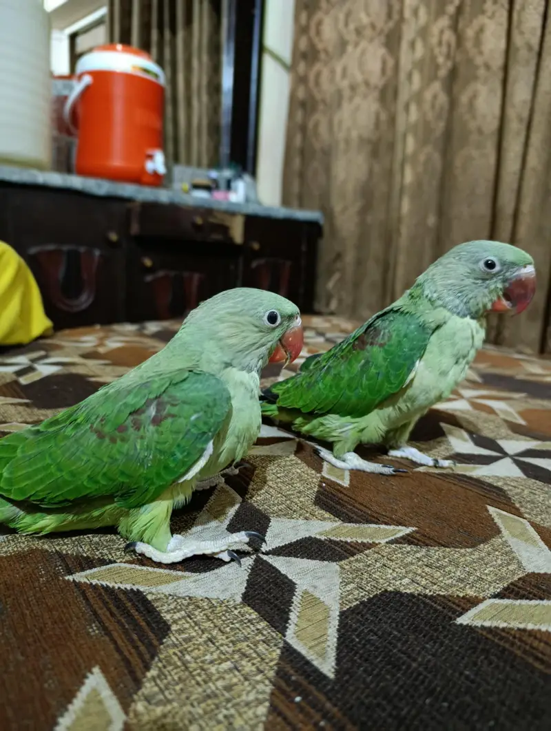 it handtale ni bite  lovely parrot — photo 5