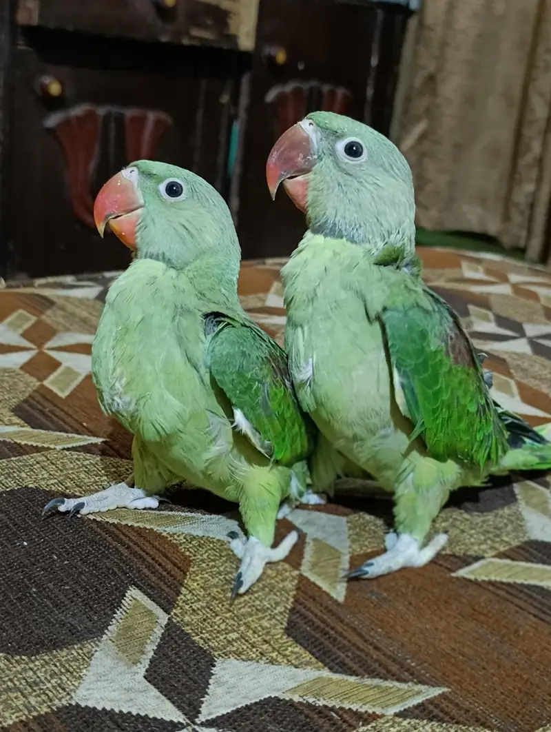 it handtale ni bite  lovely parrot — photo 6