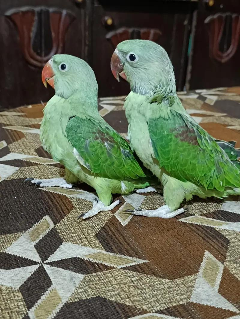 it handtale ni bite  lovely parrot — photo 7