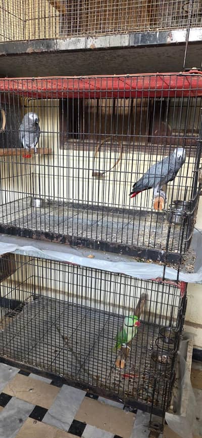 Pair of Gray Parrot and Green Parrot