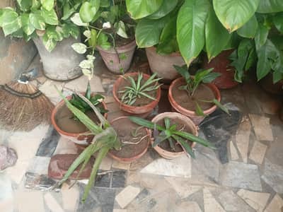 combo deals 5 plants for sale