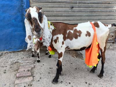 MashaAllah sehatmand desi bakri farokht ke liye dastiyab hai.