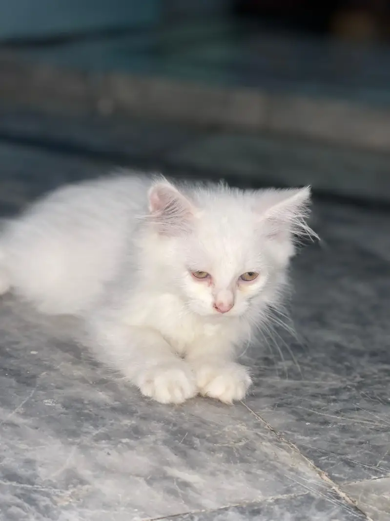 Pure Persian Triple Coat Kittens – 2 Months – Male & Female Available — photo 3