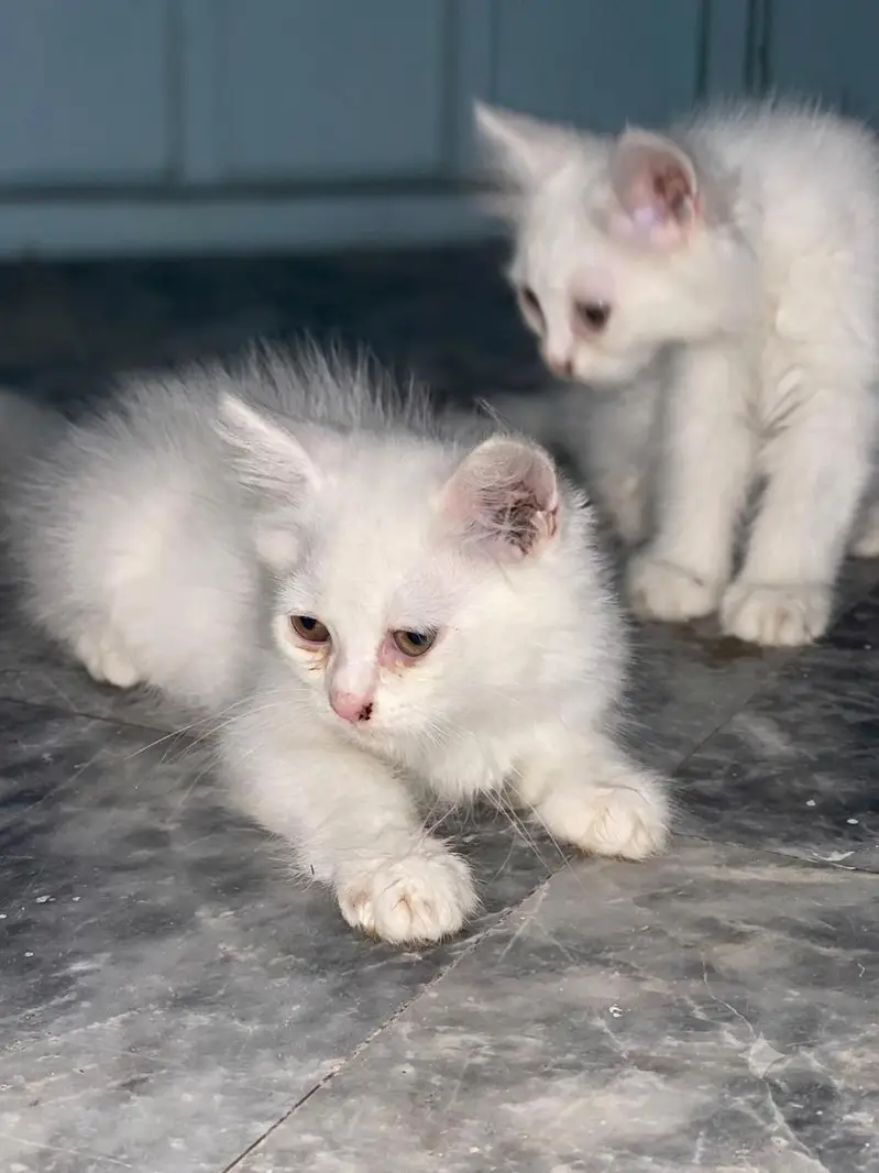 Pure Persian Triple Coat Kittens – 2 Months – Male & Female Available — photo 4