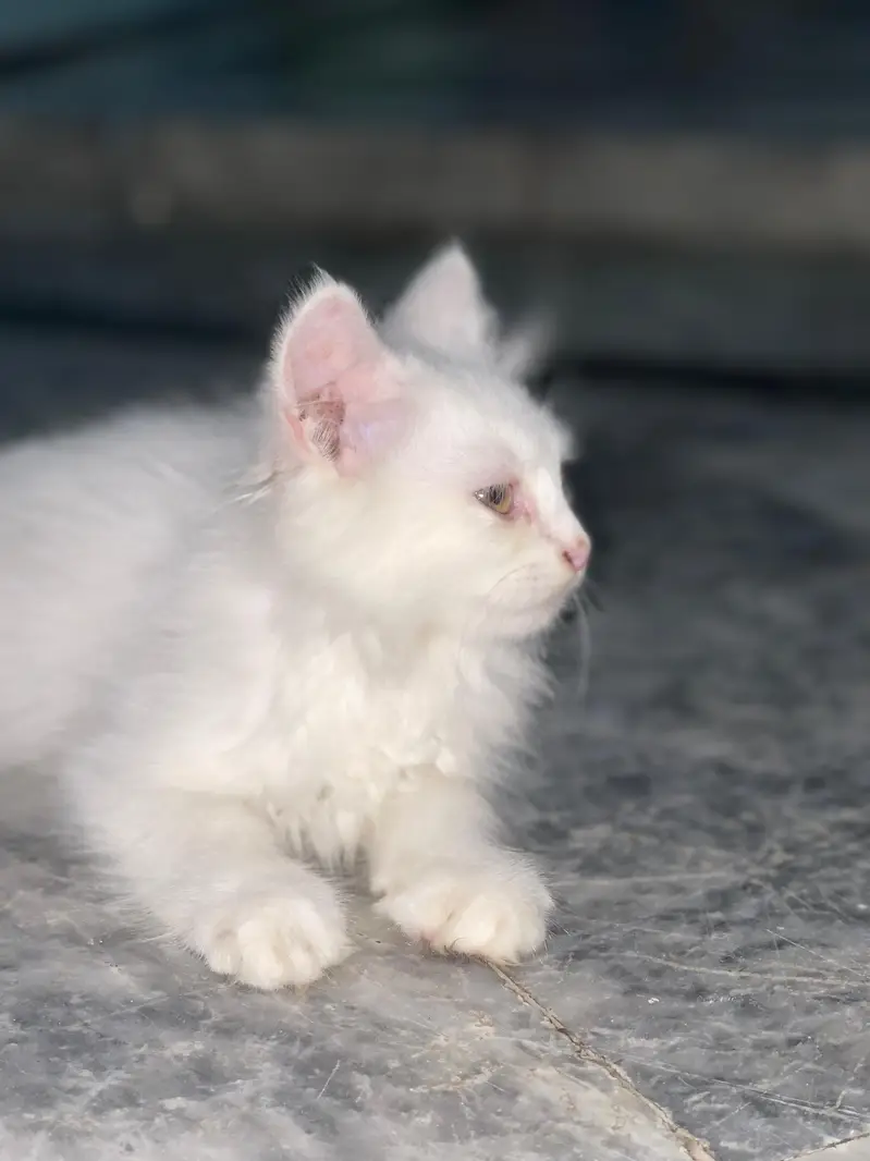 Pure Persian Triple Coat Kittens – 2 Months – Male & Female Available — photo 5