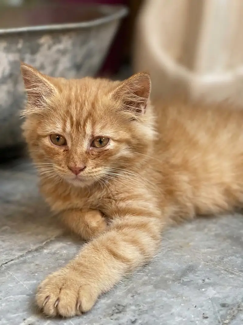 Pure Persian Triple Coat Kittens – 2 Months – Male & Female Available — photo 6