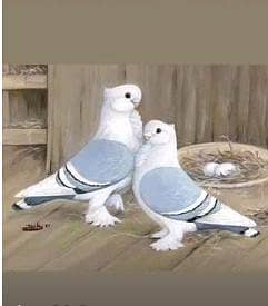 fancy birds fancy birds 03466773225
