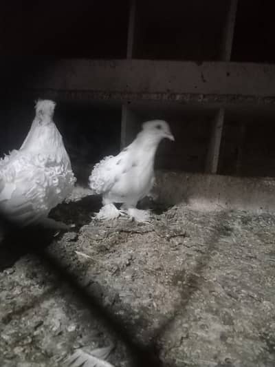 frill back female 03466773225