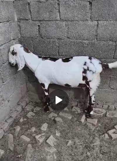 بکریاں فار سیل۔تفصیل ڈسکرپشن میں۔