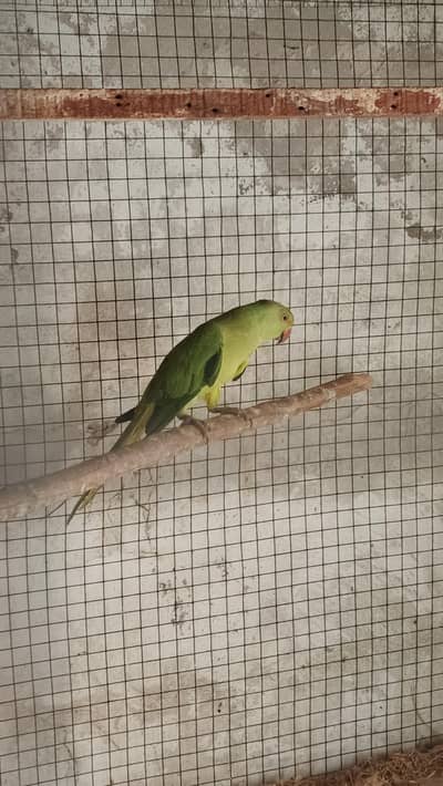 breeder female for sale