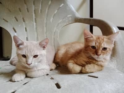 Pair Persian kitten's
