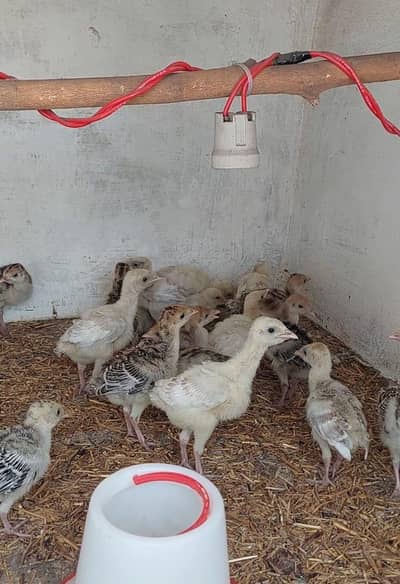 Turkey Chicks for sale