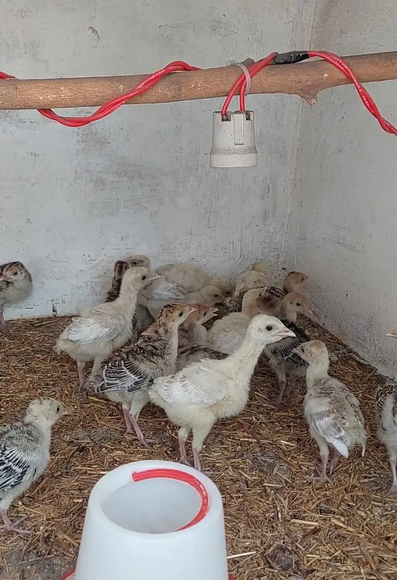 Turkey Chicks for sale