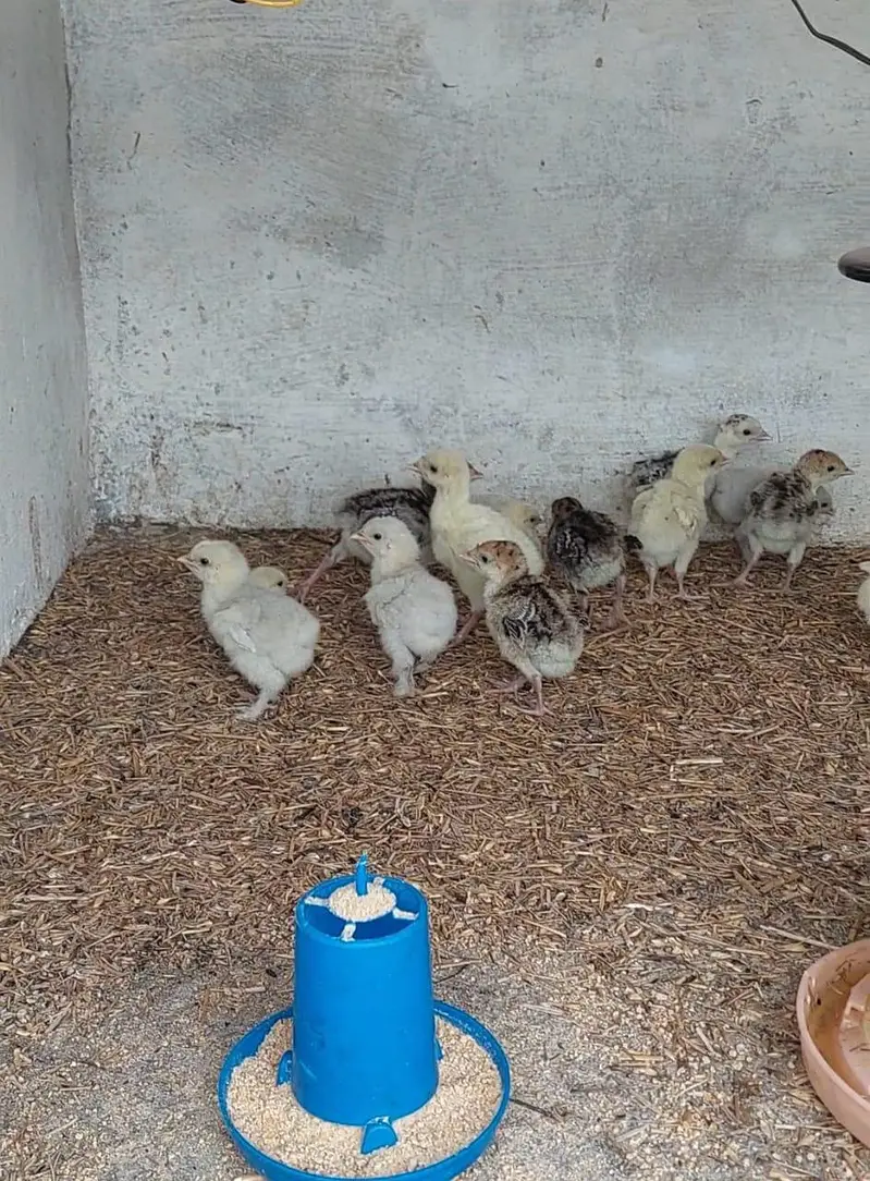 Turkey Chicks for sale — photo 2