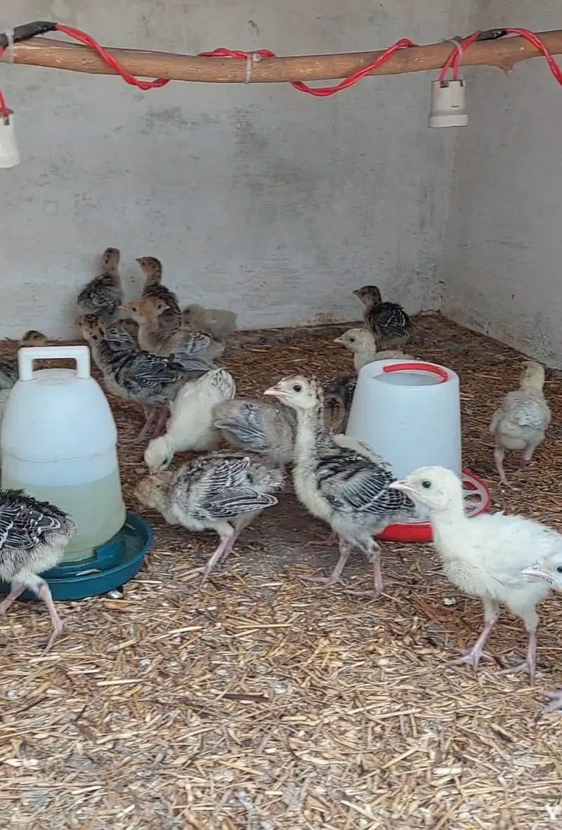 Turkey Chicks for sale — photo 3
