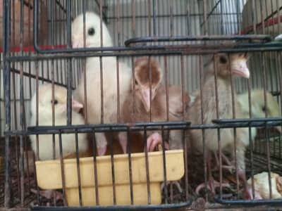 turkey chicks available for sale mix colour