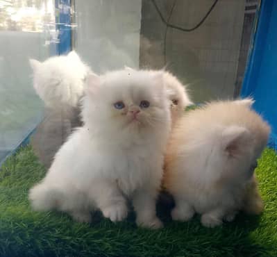 Persian Kittens/sami punch face/ Cats Gray /white/ Blue eyes