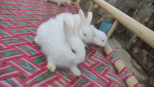 Angora Red Eyes Rabbit Bunnies and breeder – For Sale