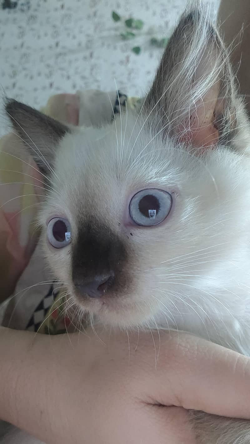 Persian 1