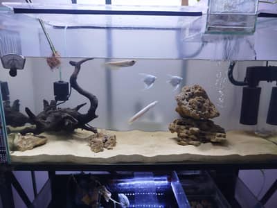 exotic and local fishes