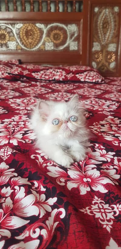 CFA bloodline female kitten | peke kittens | PIKI kitten| Persian  cat