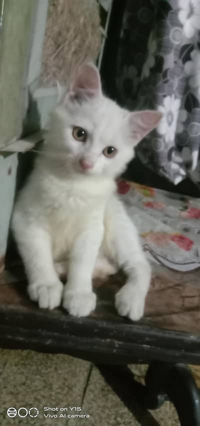 Persian kitten And Cat Available In Okara City