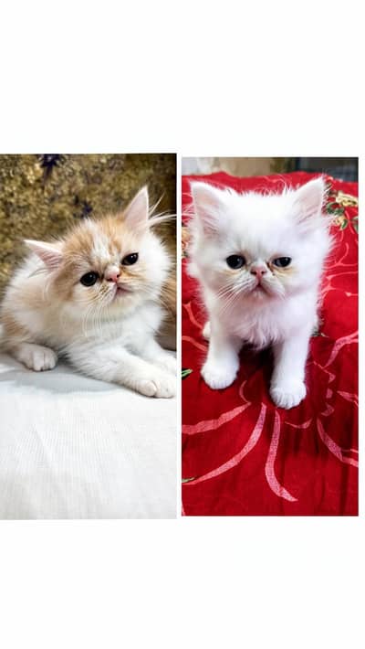 PEKE PUNCH FACE Kittens