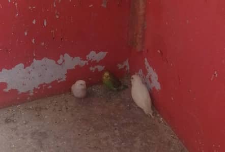 full breeder pair budgie all for sale