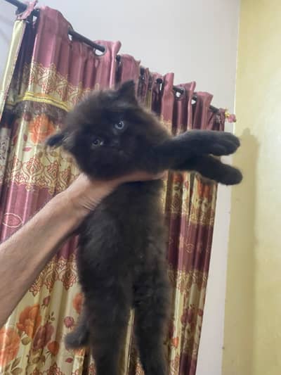 2 Persian kittens triple coated