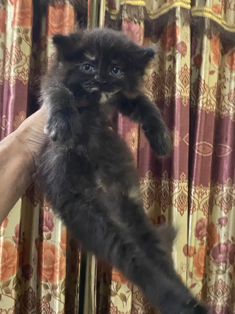 2 Persian kittens triple coated — photo 3