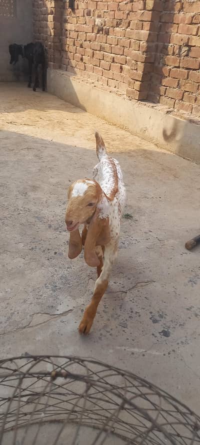 breeder quality main 2 makhi chiney males. 1 month old. 03007655565