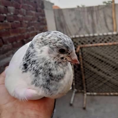 ferozpuri bacha for sale