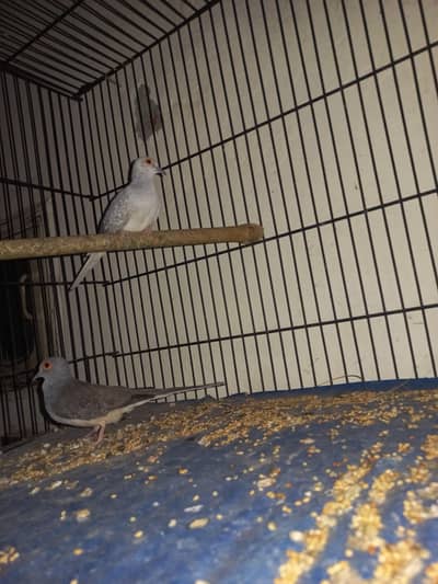 Premium Diamond Doves Proven Breeder Pair | Healthy & Active