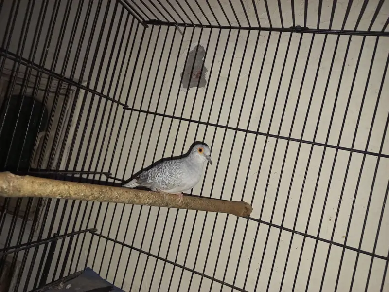Premium Diamond Doves Proven Breeder Pair | Healthy & Active — photo 2