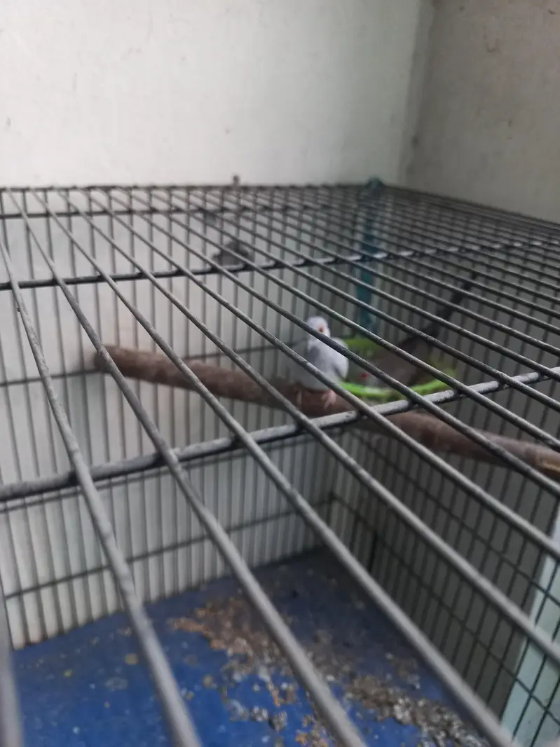 Premium Diamond Doves Proven Breeder Pair | Healthy & Active — photo 3