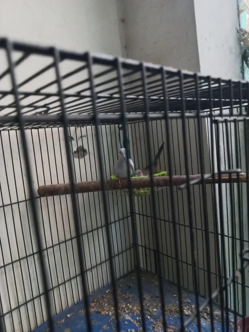 Premium Diamond Doves Proven Breeder Pair | Healthy & Active — photo 4