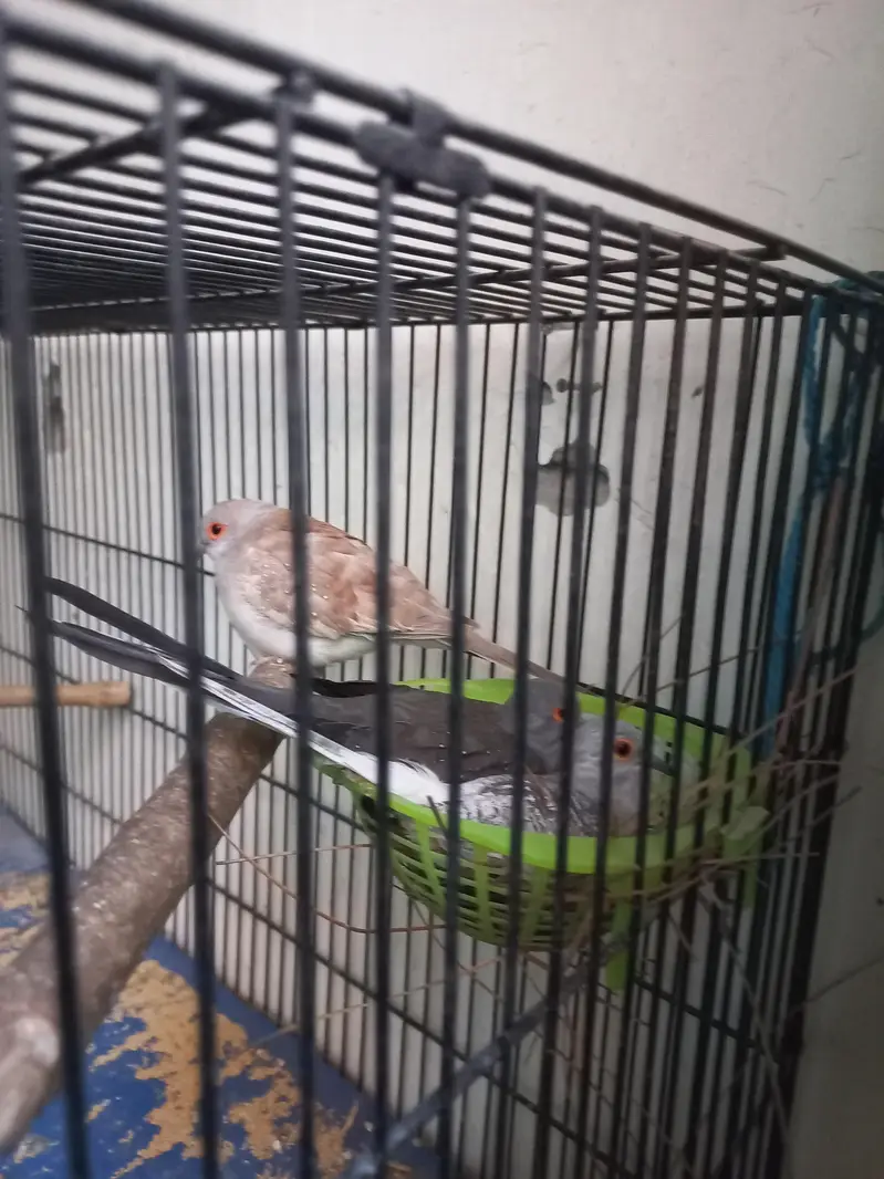 Premium Diamond Doves Proven Breeder Pair | Healthy & Active — photo 5