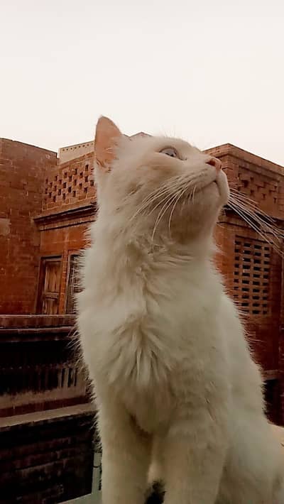 persian white color light blue eyes