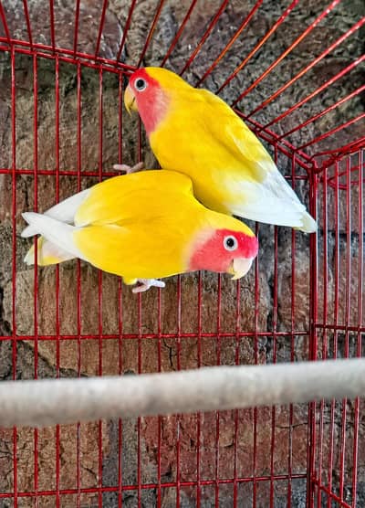 Beautiful Yellow Breeder Pair love birds