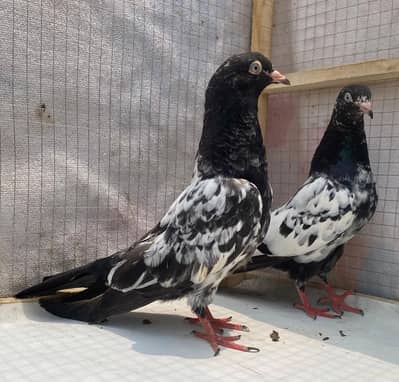 rampuri young pair