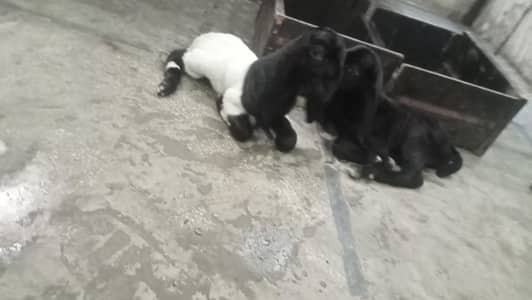 dasi male kids 2 days 03084493683