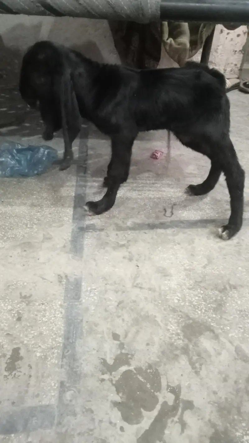 dasi male kids 2 days 03084493683 — photo 2